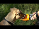 Fold-A-Bowl - Portable Pet Water Bottle and Bowl